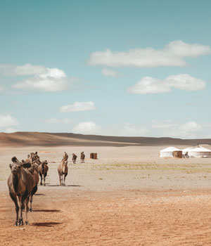 Gobi desert tours