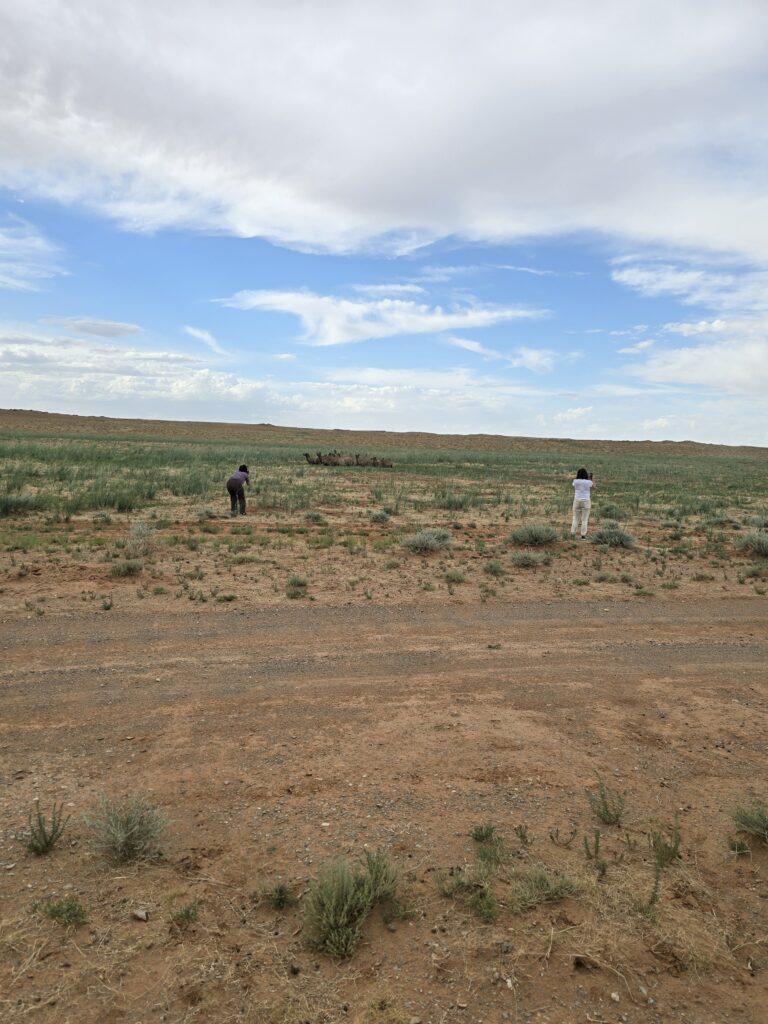 Gobi & western Mongolia