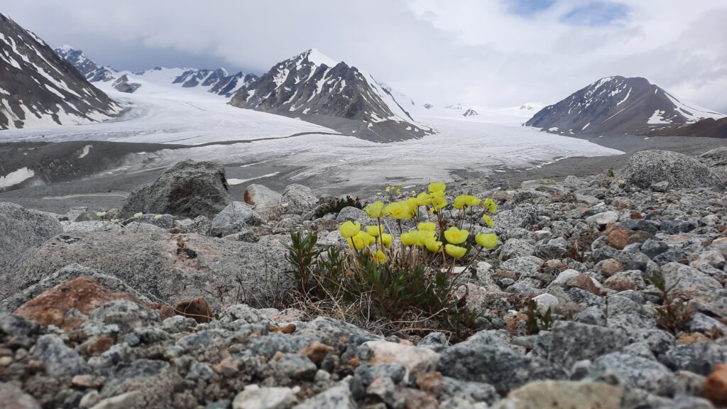 Western Mongolia tour
Western Mongolia trekking tour Western Mongolia 5-days Tour Mongolia
Eagle Festival tours Horse Riding Tour in Western Mongolia
Winter Tour in Western Mongolia
The Test of Mongolia Tour
Mongolia Gobi desert tours Western Mongolia Altai Tavan Bogd Mountain Five Days Driving and Hiking Tour