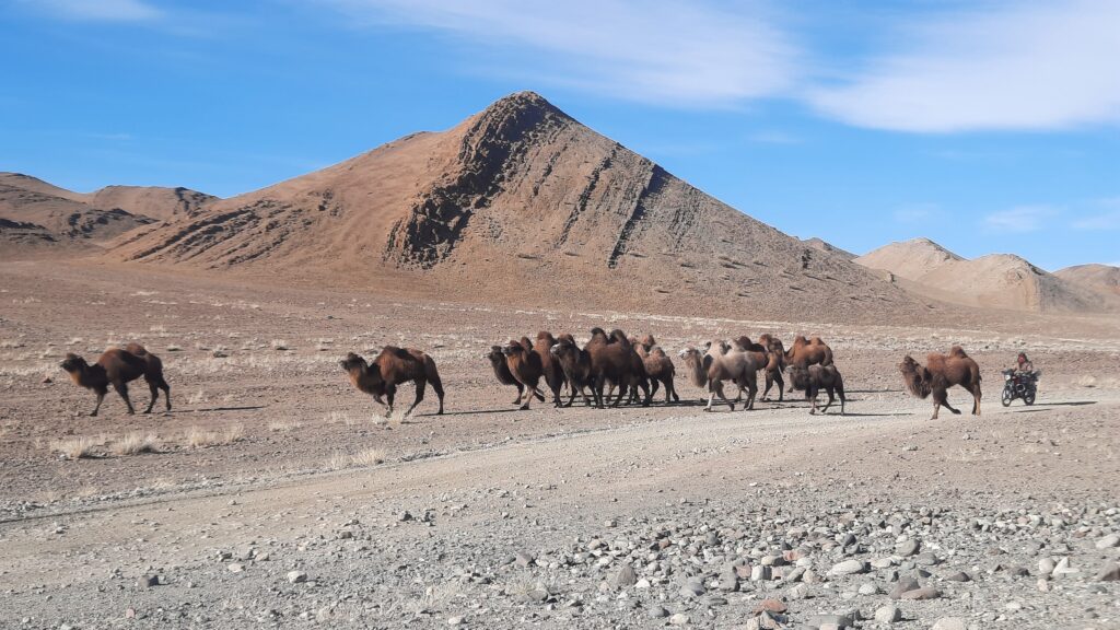 adventure, Mongolia winter migration, horseback eagle hunting, Mongolian Altai tour, nomadic lifestyle Mongolia, Mongolia cultural tour, Mongolia nature photography