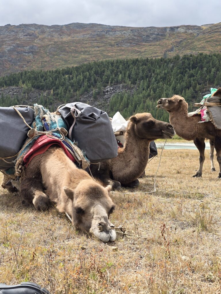 Gobi desert & western Mongolia Mongolia Gobi desert tours Western Mongolia tour Gobi and western Mongolia tour Gobi desert tour Mongolia eagle hunter tour Mongolia Eagle festival tour western Mongolia